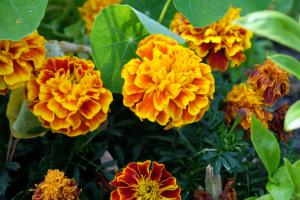 fleurs ambiance - VPG - BD